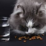 Why Your Cat Won't Eat