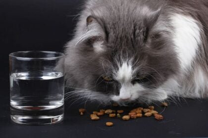Why Your Cat Won't Eat