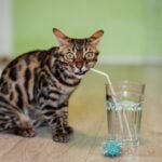 Why is My Cat Drinking More Water