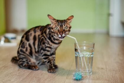 Why is My Cat Drinking More Water