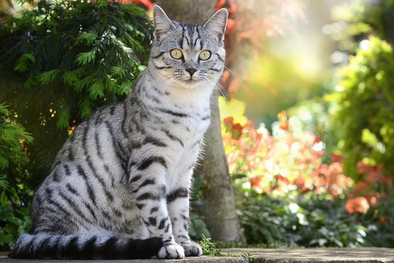 white Bengal Cat