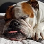 Train Your Dog for Better Sleep