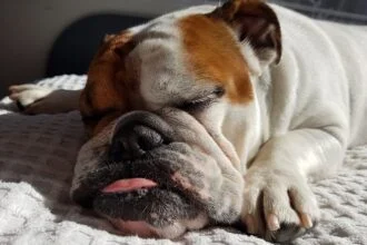 Train Your Dog for Better Sleep