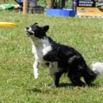 8 Steps To Teaching Your Dog To Fetch