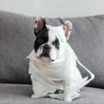 Causes and Health Remedies for Dog Diarrhea