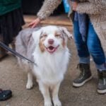 Dog Behaviorist vs Dog Trainer