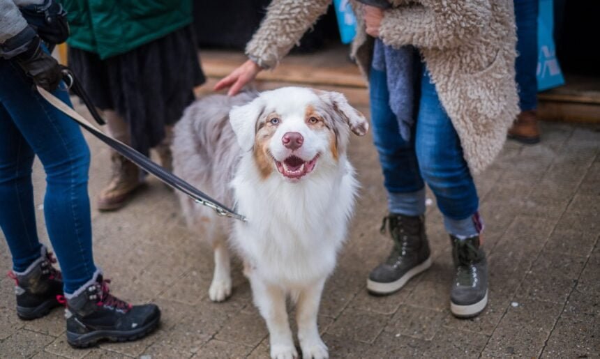 Dog Behaviorist vs Dog Trainer