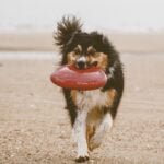 Best Outdoor Dog Fetch Toys
