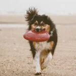 Best Outdoor Dog Fetch Toys