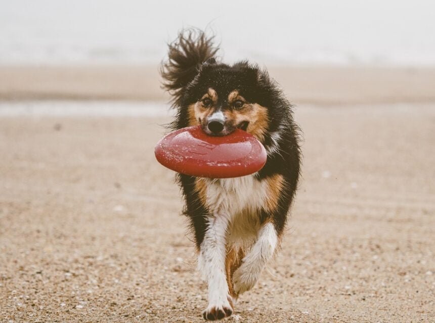 Best Outdoor Dog Fetch Toys