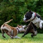 Dog Fights How to Break Up a Dog Fight Safely