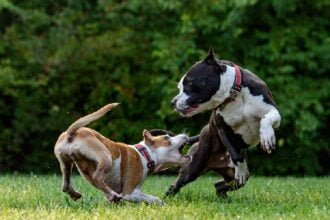 Dog Fights How to Break Up a Dog Fight Safely