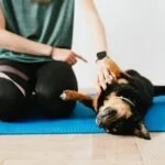 Dog Training Checklist Steps for Effective Dog Training
