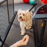 Dog Treadmill: Effective Exercise Solution for Busy Pet Owners