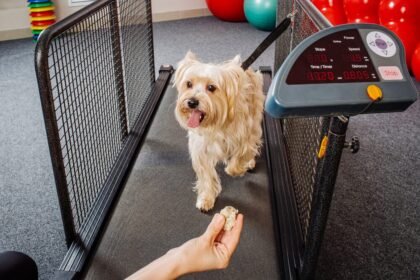 Dog Treadmill: Effective Exercise Solution for Busy Pet Owners