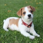 Getting a New Puppy Here's Your Essential Tips & Checklist