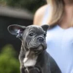 Grey French Bulldog