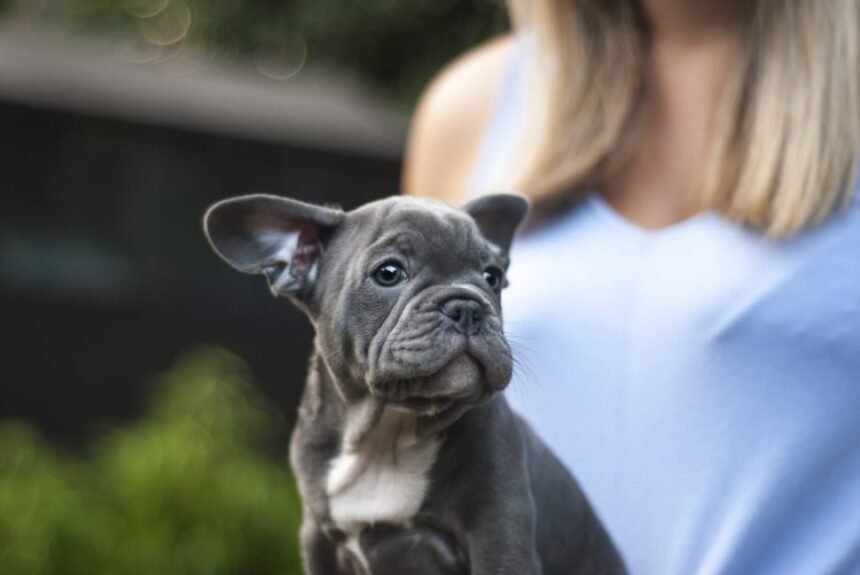 Grey French Bulldog