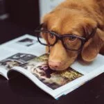 Mental Enrichment for Dogs