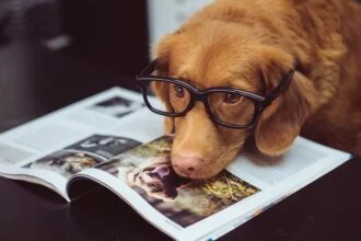 Mental Enrichment for Dogs