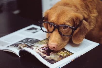 Mental Enrichment for Dogs