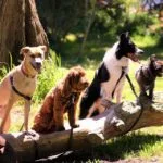 Most Common Question People Ask About Worst Dog breeds