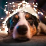 My Dog is Scared of Fireworks