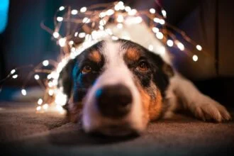 My Dog is Scared of Fireworks