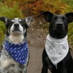 Scent Training for Dogs Enhancing Their Natural Abilities