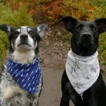 Scent Training for Dogs Enhancing Their Natural Abilities