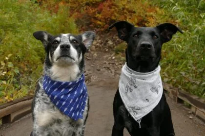 Scent Training for Dogs Enhancing Their Natural Abilities