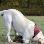 Stop a Dog from Digging