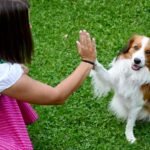 Training Dogs with Hand Signals