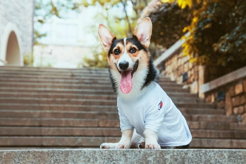 Training Your Dog to Use Stairs