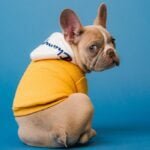 Why Do My Puppy's Farts Smell So Bad