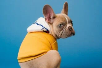 Why Do My Puppy's Farts Smell So Bad