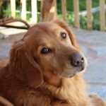 Why Does My Golden Retriever Smell Understanding Dog Odors