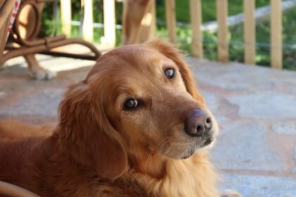 Why Does My Golden Retriever Smell Understanding Dog Odors