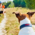 15 fun ways to workout with your dog