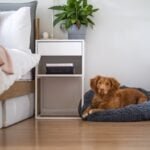 5 steps to keep your dog off the bed