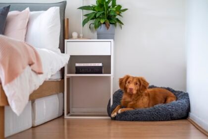 5 steps to keep your dog off the bed