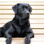 Black Golden Retriever