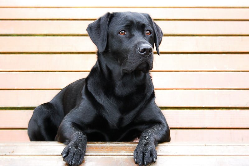 Black Golden Retriever