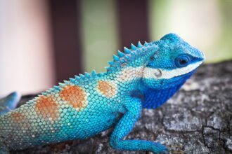 Blue Bearded Dragon