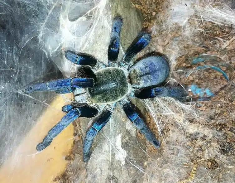 Blue Cobalt Tarantula