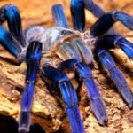 Cobalt Blue Tarantula