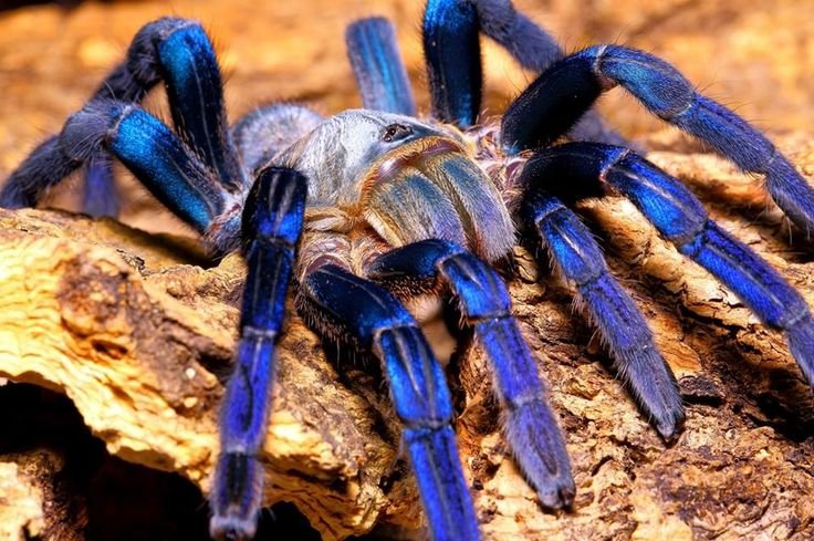 Cobalt Blue Tarantula