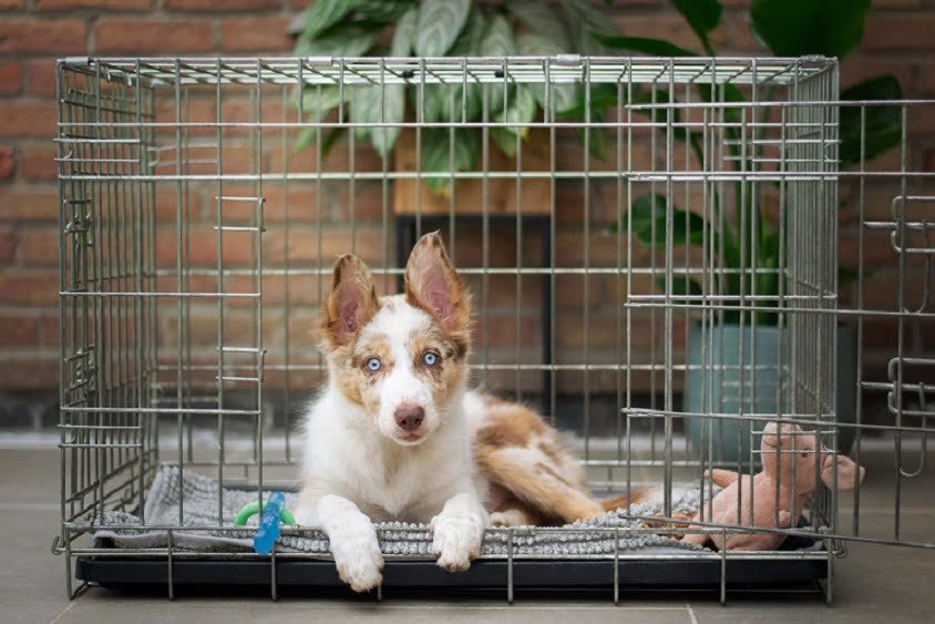 Crate Training Your Dog 7 Essential Tips