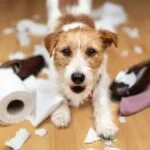 Dog Constantly Eats Inedible Things