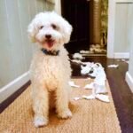 Dog Eating Inedible Things? Here's What to Do